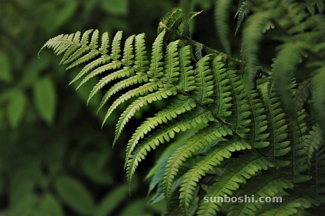夢見找東西-在找東西-尋找東西-餓找東西吃-幫別人找東西