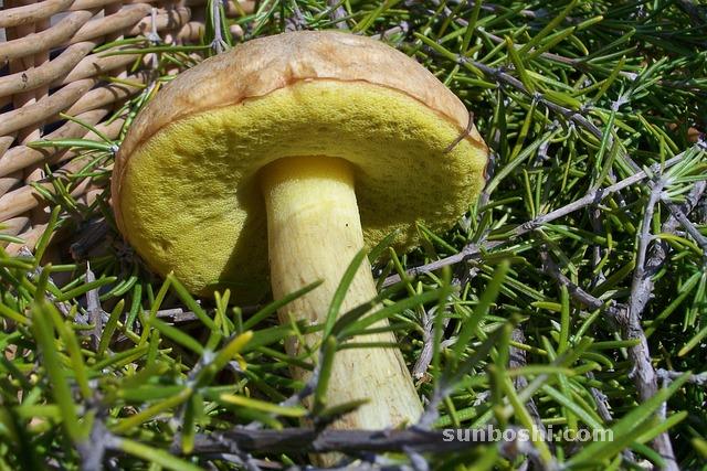 夢見親人生病-親人死去-自己親人-已故親人-和親人