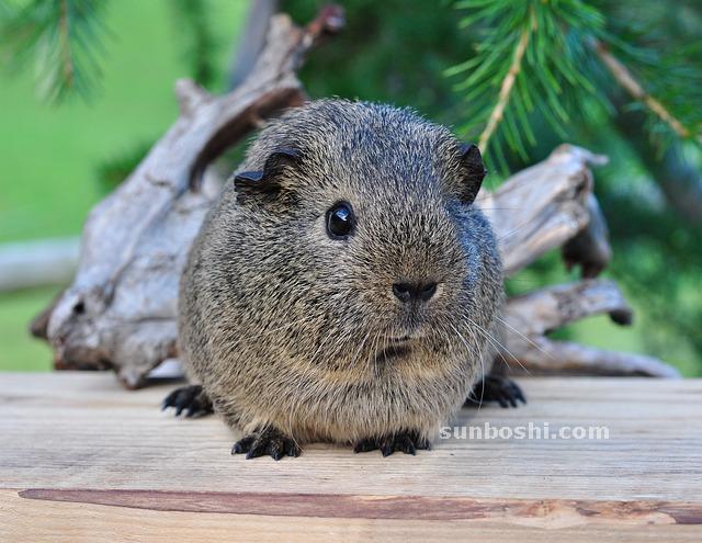 夢見黑豬-一頭黑豬-女人黑豬-很多黑豬-兩頭黑豬