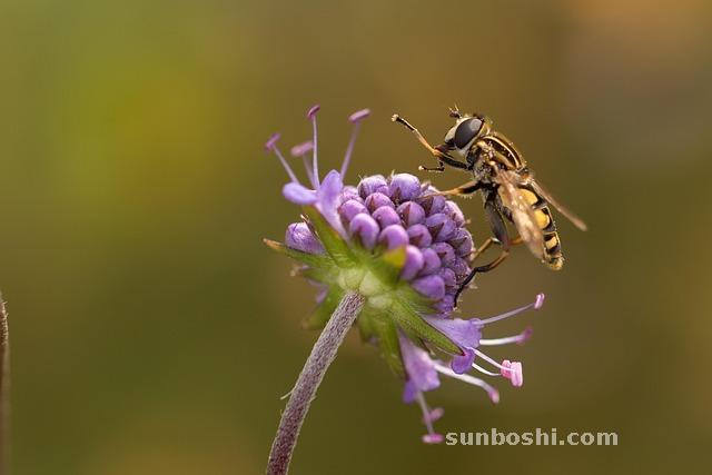 夢見蒼蠅-很多蒼蠅-打蒼蠅-蒼蠅蚊子-一堆蒼蠅
