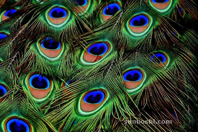 夢見孔雀開屏-孕婦孔雀開屏-綠孔雀開屏-小孔雀開屏-白孔雀開屏