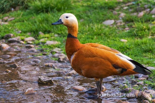 夢見披麻戴孝-自己披麻戴孝-披麻戴孝人-有人披麻戴孝-別人披麻戴孝