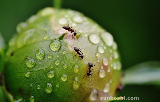 夢見螞蟻窩-家里有螞蟻窩-火燒螞蟻窩-螞蟻窩被挖開-床上有螞蟻窩