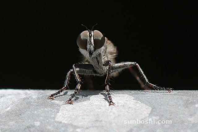 夢見強盜-家里進強盜-強盜進屋-強盜進家-強盜入室
