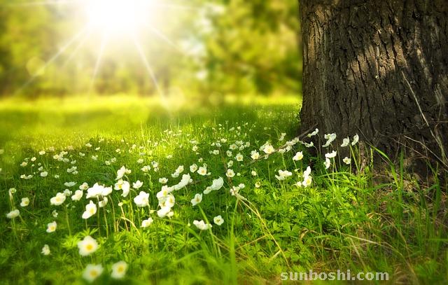 夢見假花-女人假花-賣假花-孕婦假花