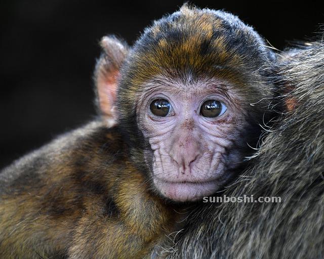 周公解夢夢見蛆-生蛆-很多蛆-孕婦蛆