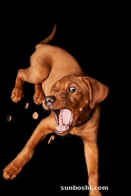 夢見抓魚又放了-夢見抓魚又放生