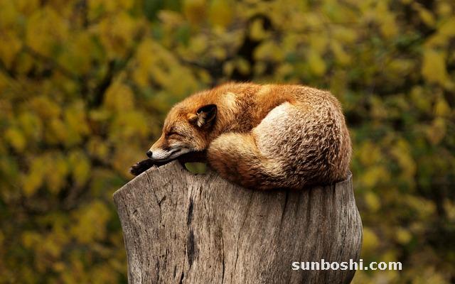 夢見紅色眼鏡蛇