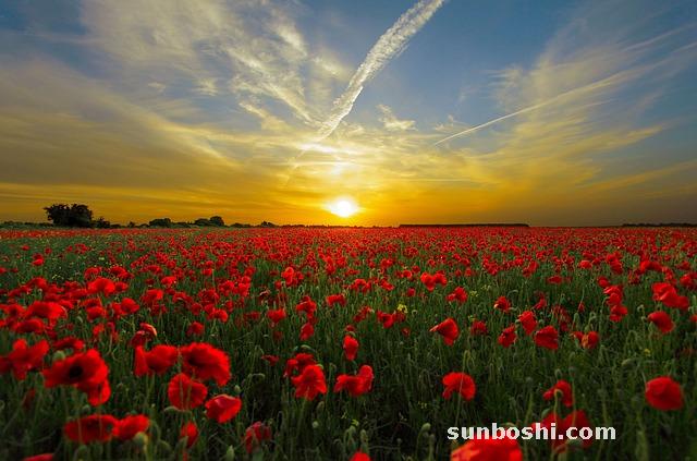 紅花的功效與作用-紅花油-草紅花-西紅花-紅花茶