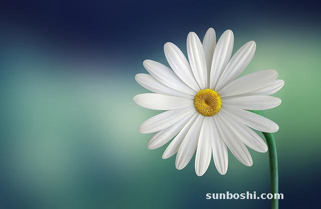 瑪卡的功效與作用-瑪卡-黑瑪卡-瑪卡片-瑪卡泡酒