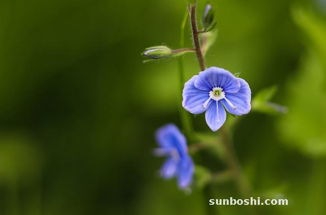 夢見婆婆-夢見和婆婆