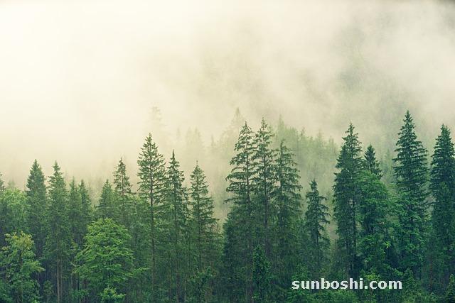 夢境解析夢見綠-綠豆-綠植-綠葉-綠-綠草-綠樹-綠蘿-被綠