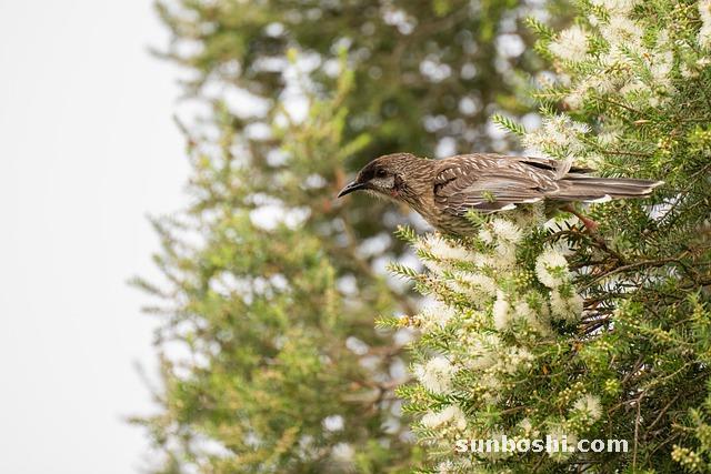 茯苓的功效與作用-土茯苓-茯苓泡水喝-五指毛桃土茯苓湯