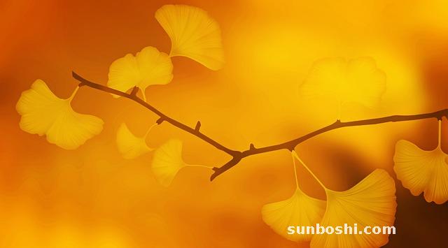 銀杏葉片的功效與作用-海王銀杏葉片-銀杏葉片食用方法-中國銀杏葉片