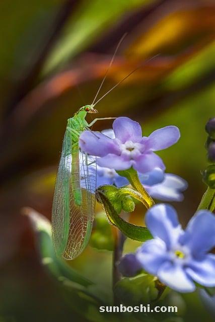 金銀花的功效與作用-金銀花顆粒-金銀花泡水-金銀花泡水喝-復方金銀花顆粒