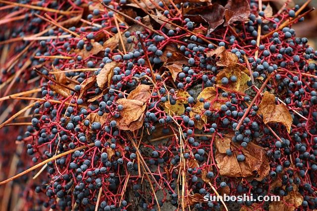 西洋參的功效與作用-西洋參適合人-西洋參片泡水喝