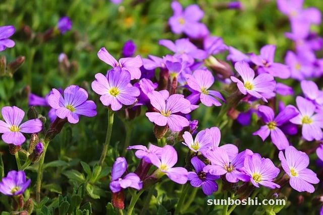 水芹的功效與作用-水芹菜圖片功效與作用-野水芹的功效與作用