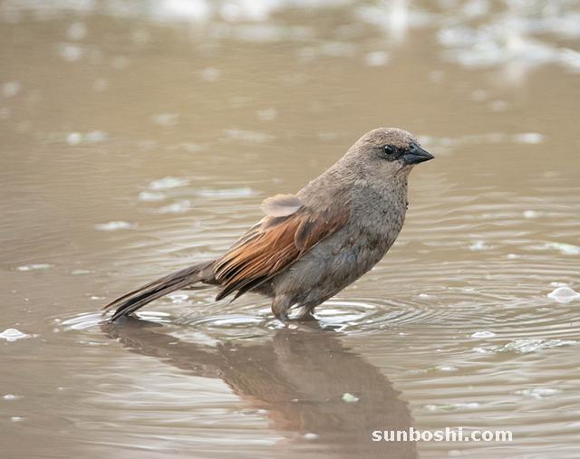 藿香正氣水的功效與作用-小兒藿香正氣水-太極藿香正氣水-藿香正氣水外用