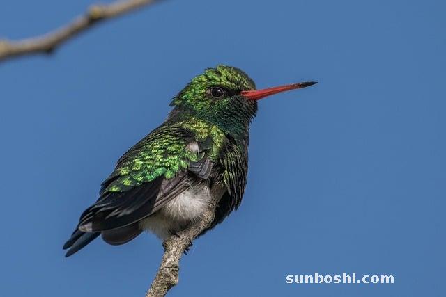 氯雷他定片的功效與作用-撲爾敏于氯雷他定片-杞氯雷他定片-氯雷他定片鹽-J氯雷他定片