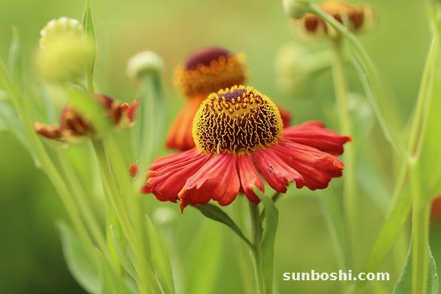 秋葵的功效與作用及營(yíng)養(yǎng)-黃秋葵-秋葵干