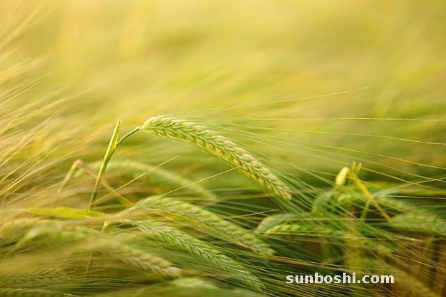 甘草的功效與作用-復方甘草片-炙甘草-生甘草-甘草片