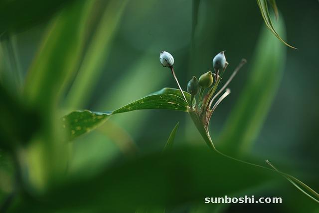 薏米的功效與作用-紅豆薏米芡實茶-薏米仁-紅豆薏米茶-紅豆薏米