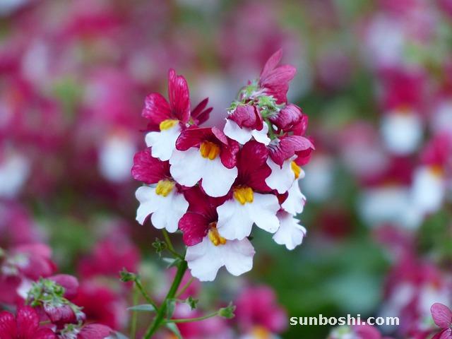 紅參的功效與作用-紅參適合人-紅參食用方法-紅參片-紅參須