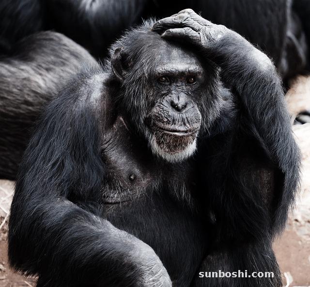 夢見和猴子打架-夢見自己和猴子打架