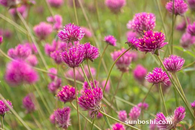 刺莧菜頭的功效與作用-帶刺莧菜頭的作用與功效