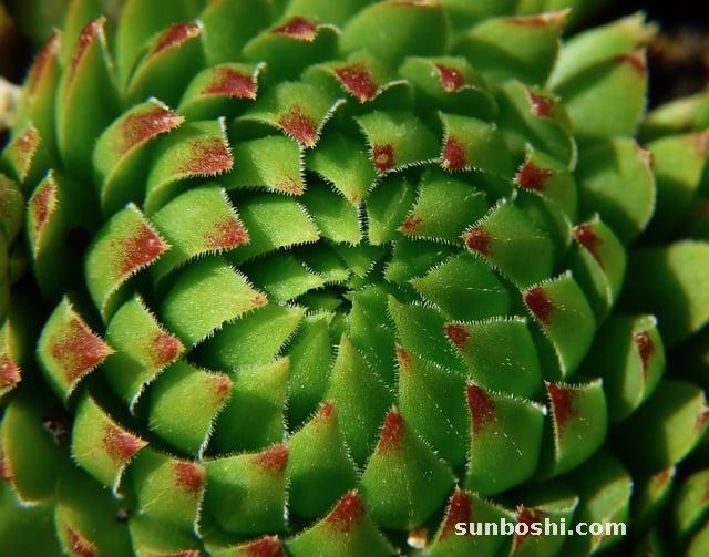 韭菜的功效與作用-韭菜子-韭菜籽-韭菜花