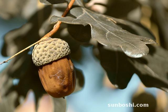 艾葉洗澡的功效與作用及禁忌-產婦艾葉洗澡的功效與作用-艾葉洗澡功效與作用兒童