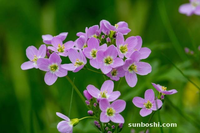 益母草的功效作用與主治-益母草膏-益母草顆粒