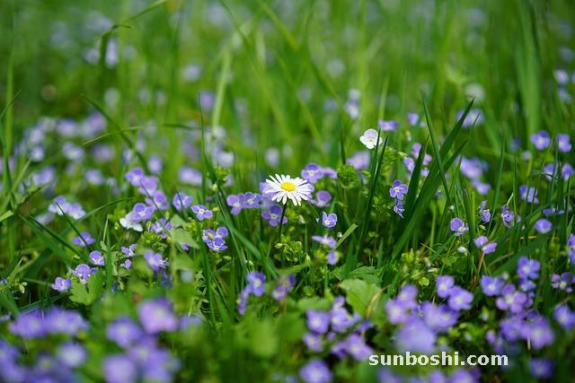 二陳丸的功效與作用-二陳丸成份-二陳丸一-仲景二陳丸