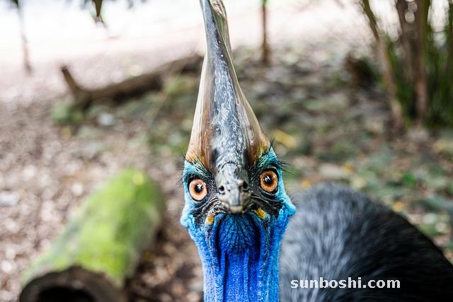 麻黃的功效與作用-麻黃根-炙麻黃