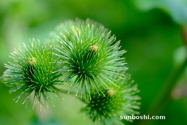 牛蒡根的功效與作用-牛蒡根泡水-牛蒡根食用方法-牛蒡根茶