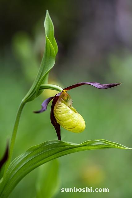 石菖蒲的功效與作用-石菖蒲圖-中藥石菖蒲-遠志石菖蒲