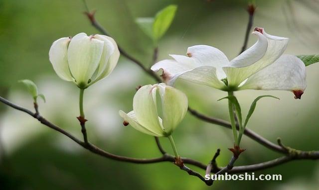 山茱萸的功效與作用-制山茱萸-山茱萸肉-酒山茱萸-中藥山茱萸