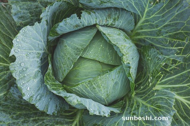 羽衣甘藍(lán)的功效與作用-機(jī)羽衣甘藍(lán)-羽衣甘藍(lán)粉末-羽衣甘藍(lán)緬甸-羽衣甘藍(lán)沙拉