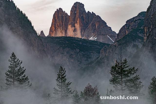 西梅的功效與作用-西梅汁-西梅干-新鮮西梅