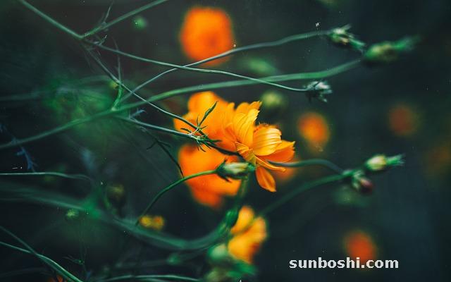 硫磺皂的作用與功效-上海硫磺皂-紅硫磺皂-水晶硫磺皂-苦參硫磺皂