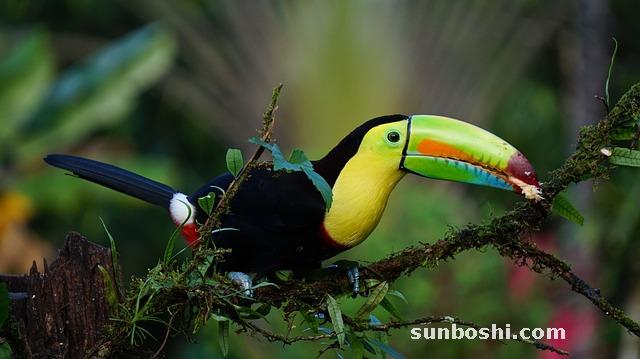 龍骨的功效與作用-龍骨湯-煅龍骨-生龍骨-龍骨牡蠣