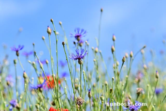 牛膝的功效與作用-川牛膝-懷牛膝-土牛膝-中藥牛膝
