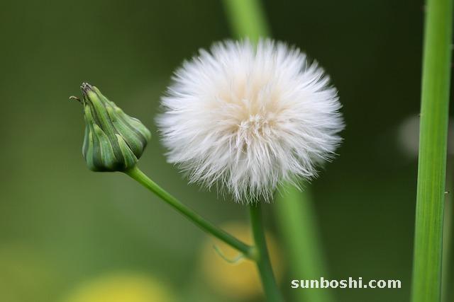 細辛的功效與作用-細辛中藥-燈盞細辛-中藥細辛