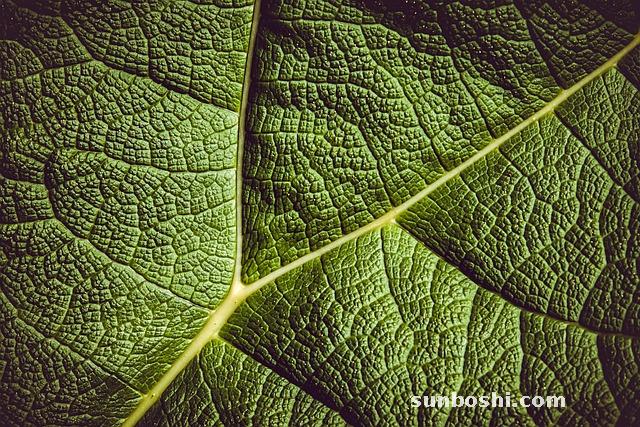 生大黃的功效與作用及禁忌-生大黃大黃的功效與作用-生大黃加蜂蜜的功效與作用