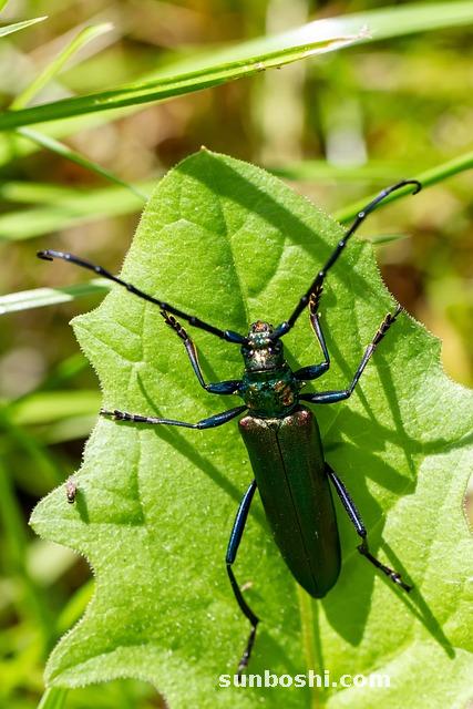 香瓜的功效與作用-香瓜子-小香瓜-白香瓜-黃香瓜