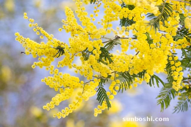 合歡花的功效與作用-合歡花茶-中藥合歡花-鮮合歡花
