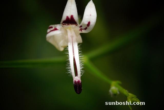 穿心蓮的功效與作用-穿心蓮片-穿心蓮滴丸-復(fù)方穿心蓮