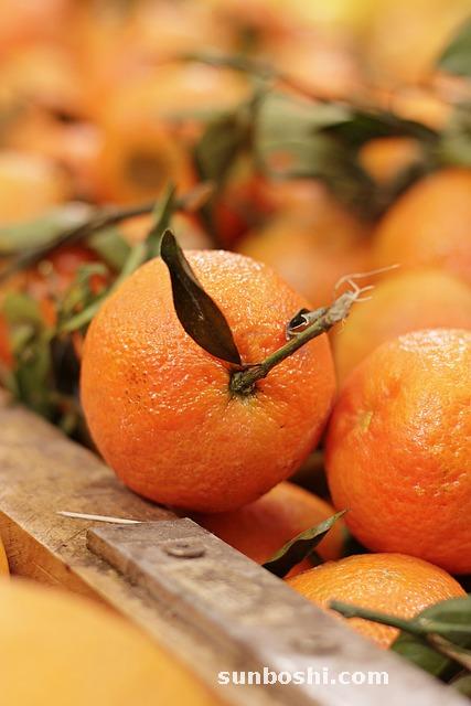 枳殼的功效與作用-炒枳殼-枳殼炒-麩炒枳殼-麩枳殼