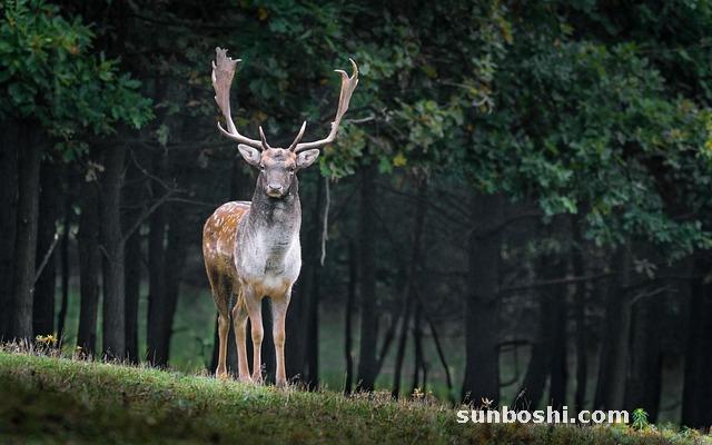 鹿角茸的功效與作用點(diǎn)