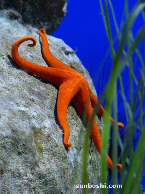 刺五加功效作用與主治功能-刺五加籽-刺五加片-刺五加茶